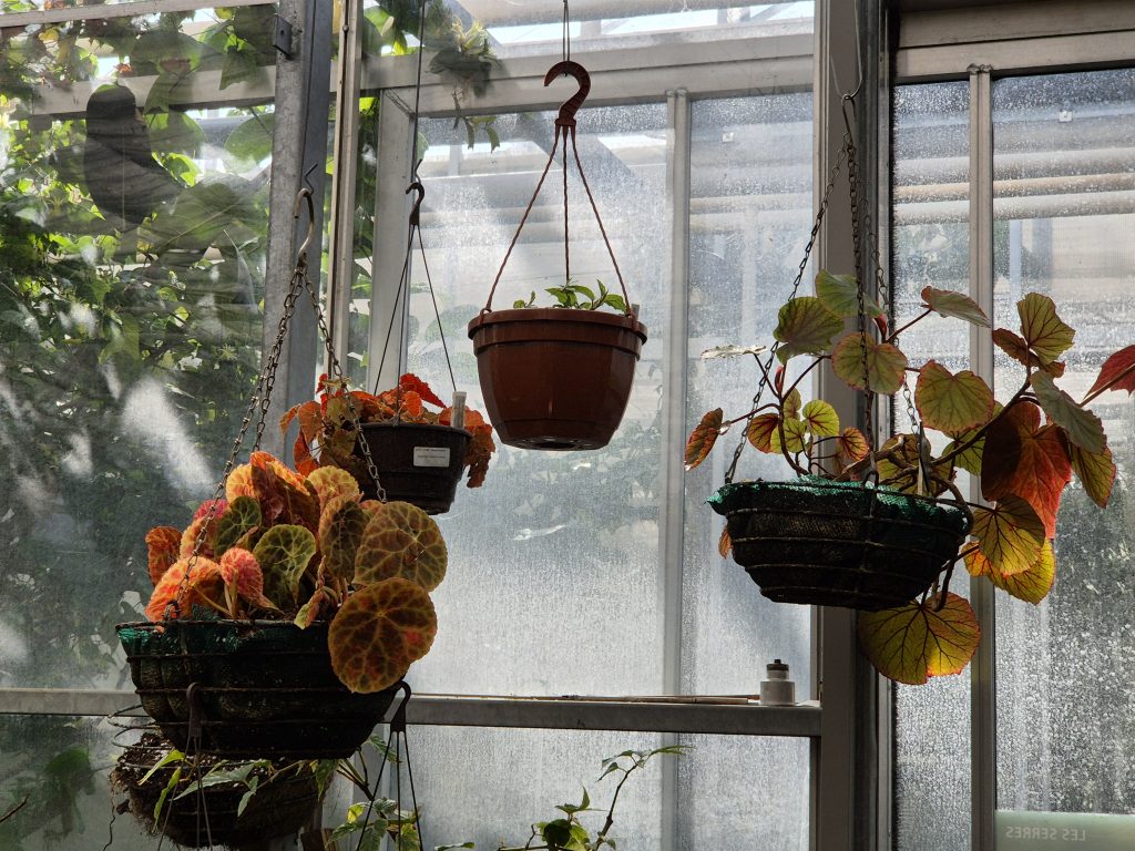 Hanging pots in a glasshouse